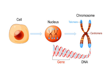 Do I Need My Telomeres to Stay Healthy?