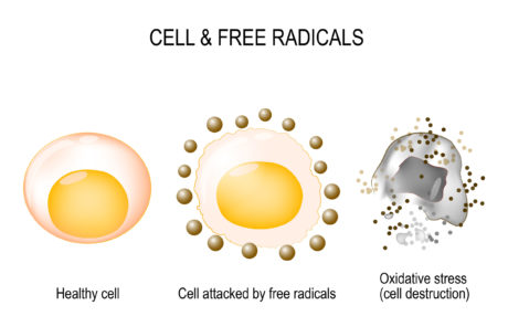 Free Radicals: Are They Harmful?