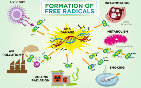 Free Radicals and Their Attack on Telomeres