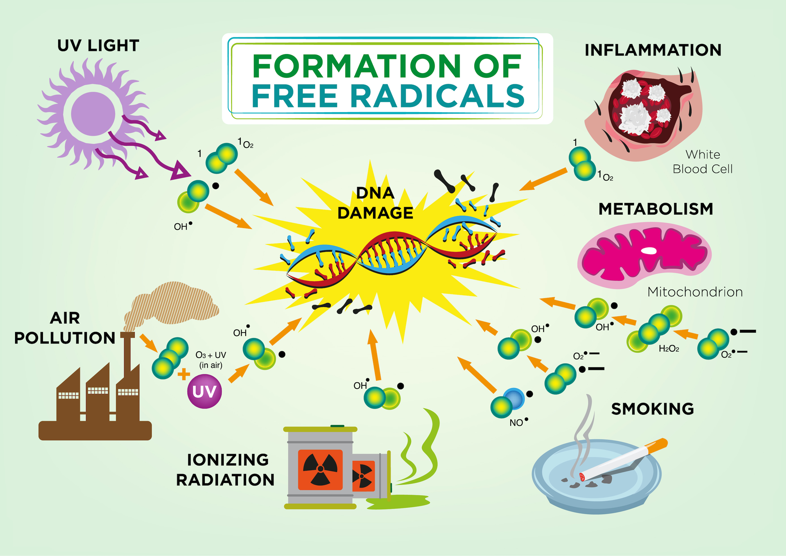 Free Radicals and Telomeres