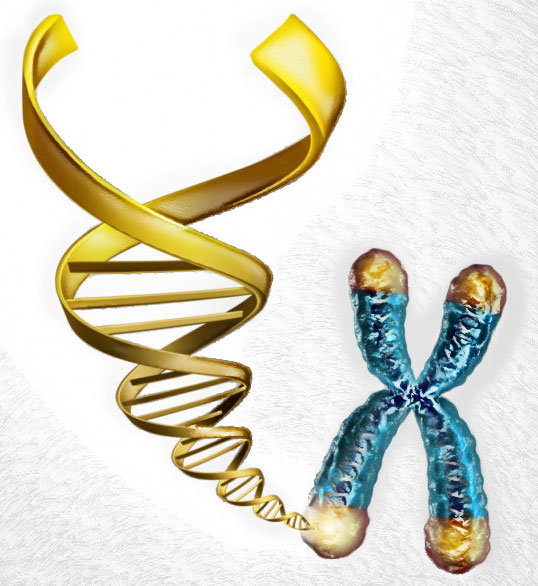 Telomeres with DNA