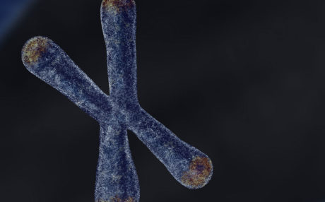 What is the Function of a Telomere?