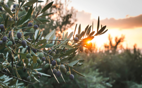 Can olive leaf extract help lower blood pressure?