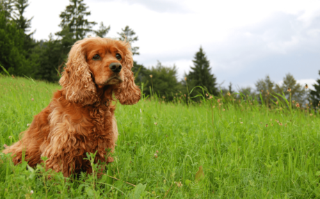 Is Collagen Good for Dogs?