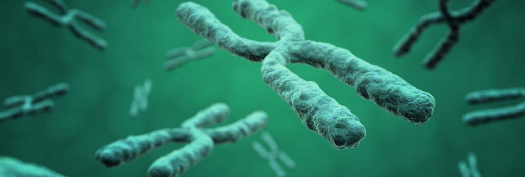 Telomeres