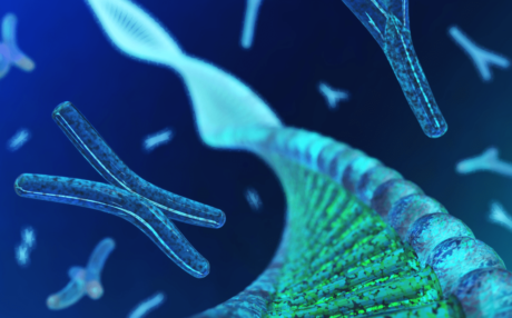 What are short telomeres?