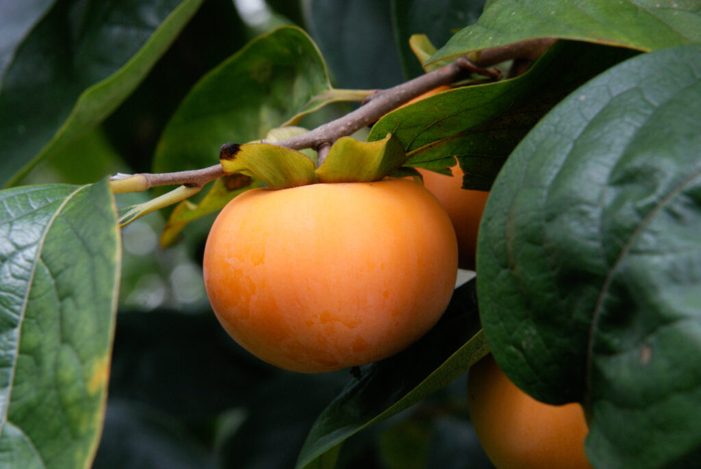 Hearth Health Persimmon